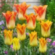 Bulbi Lalele Moonblush (Tulip) bulbi lalea moonblush galben oranj roze 110x110