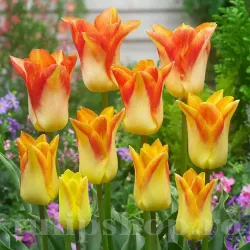 Bulbi Lalele Moonblush (Tulip)