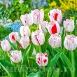 Bulbi Lalele One Direction (Tulip) bulbi lalea one direction triumph alb rosu 110x110