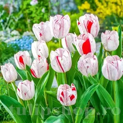 Bulbi Lalele One Direction (Tulip)