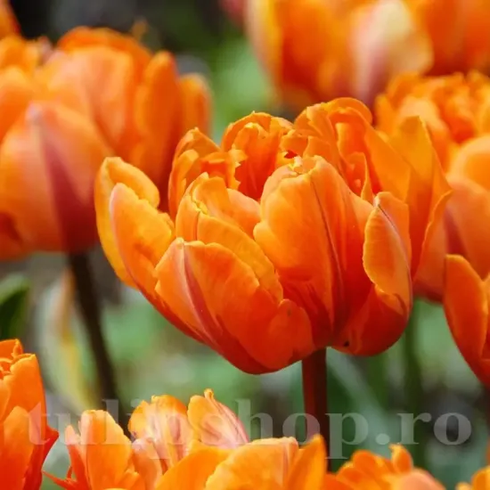 Bulbi Lalele Orange Princess (Tulip) bulbi lalea orange princess portocaliu batuta
