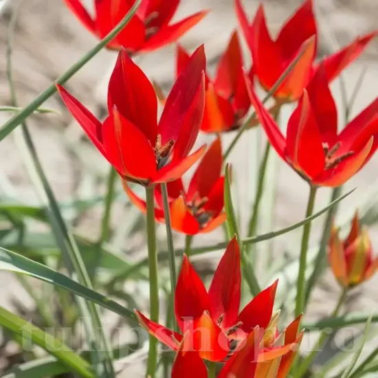 Bulbi Lalele Orphanidea Lizzy (Tulip) bulbi lalea orphanidea lizzy botanica rosie