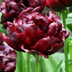 Bulbi Lalele Palmyra (Tulip)