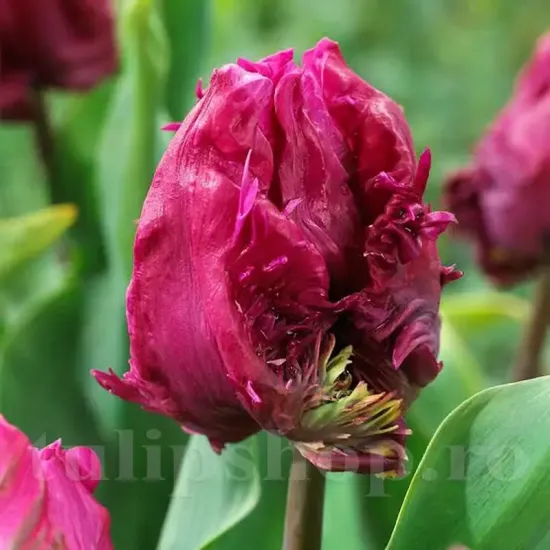 Bulbi Lalele Parrot Prince (Tulip) bulbi lalea parrot prince papagal violet purpuriu