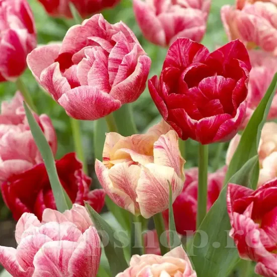 Bulbi Lalele Peptalk (Tulip) bulbi lalea peptalk dubla tarzie roz alb