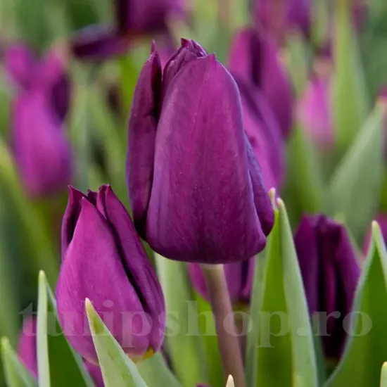 Bulbi Lalele Purple Lady (Tulip) bulbi lalea purple lady violet triumf