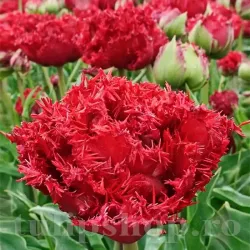 Bulbi Lalele Qatar (Tulip)