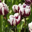 Bulbi Lalele Rem's Favorite (Tulip) bulbi lalea rems favorite triumph alb violet 110x110