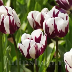 Bulbi Lalele Rem's Favorite (Tulip)