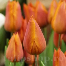 Bulbi Lalele Request (Tulip)