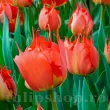 Bulbi Lalele Robbedoes (Tulip) bulbi lalea robbedoes darwin hybrid rosu 110x110