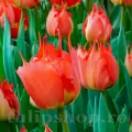 Bulbi Lalele Robbedoes (Tulip)