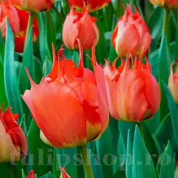 Bulbi Lalele Robbedoes (Tulip)