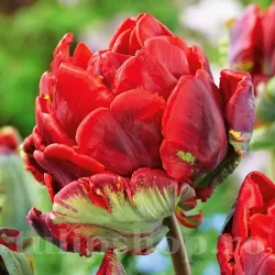 Bulbi Lalele Rococo Double (Tulip)