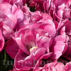 Bulbi Lalele Rosy Diamond (Tulip)