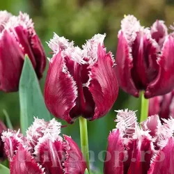 Bulbi Lalele San Pablo (Tulip)