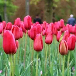 Bulbi Lalele Sky High Scarlet (Tulip) Bulbi Lalele Sky High Scarlet (Tulip)