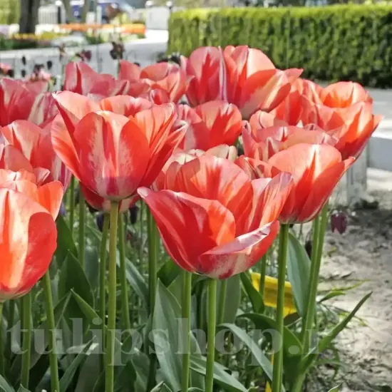 Bulbi Lalele Spring Break (Tulip) bulbi lalea spring break triumph alb rosu