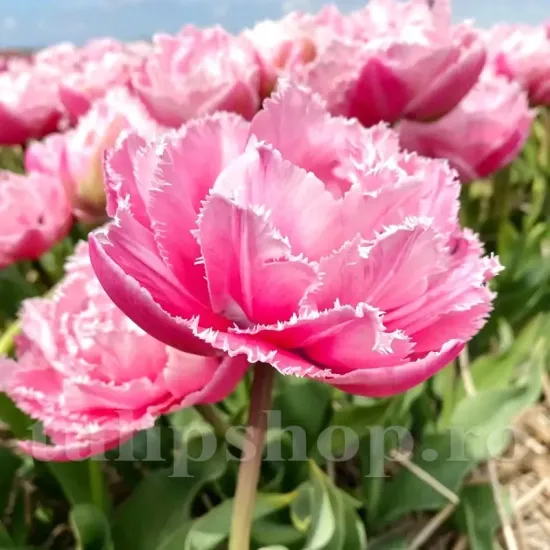 Bulbi Lalele Sugar Crystal (Tulip) bulbi lalea sugar crystal franjurata dubla roz