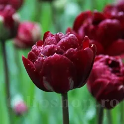 Bulbi Lalele Uncle Tom (Tulip)
