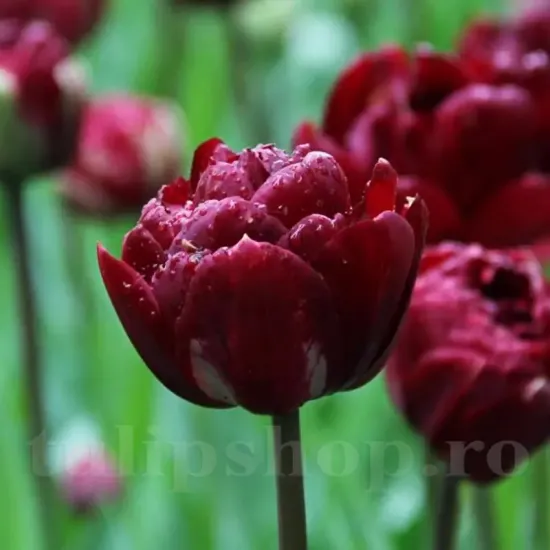 Bulbi Lalele Uncle Tom (Tulip) bulbi lalea uncle tom rosu inchis batuta