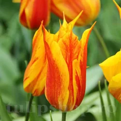 Bulbi Lalele Vendee Globe (Tulip)