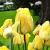 Bulbi Lalele Akebono (Tulip)