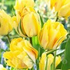 Bulbi Lalele Akebono (Tulip)