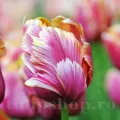 Bulbi Lalele Amazing Parrot (Tulip)
