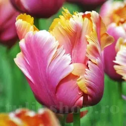 Bulbi Lalele Amazing Parrot (Tulip)