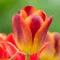 Bulbi Lalele Amberglow (Tulip)