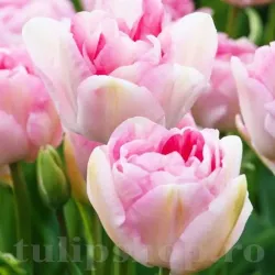 Bulbi Lalele Angelique (Tulip)