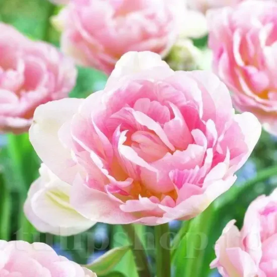 bulbi lalele angelique3