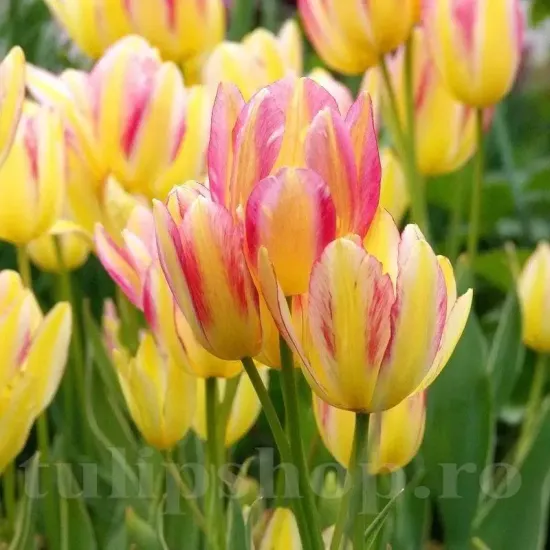 Bulbi Lalele Antoinette (Tulip) bulbi lalele antoinette multiflorale galben roz