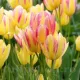 Bulbi Lalele Antoinette (Tulip) bulbi lalele antoinette multiflorale galben roz