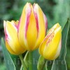 Bulbi Lalele Antoinette (Tulip)