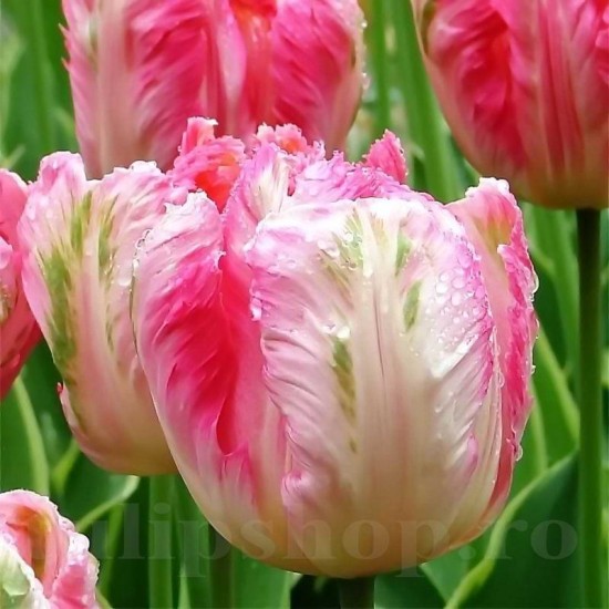 Bulbi Lalele Apricot Parrot (Tulip) Bulbi Lalele Apricot Parrot (Tulip)