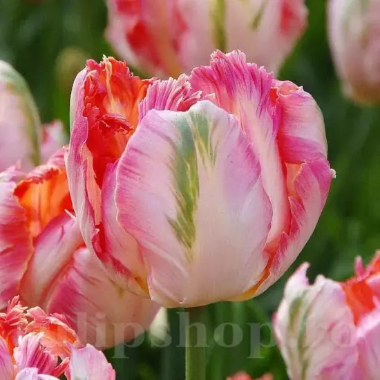 bulbi lalele apricot parrot1