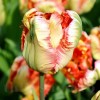 Bulbi Lalele Apricot Parrot (Tulip)