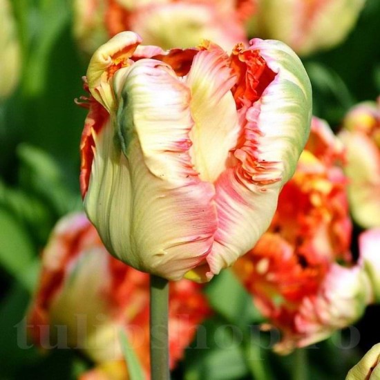 Bulbi Lalele Apricot Parrot (Tulip) Bulbi Lalele Apricot Parrot (Tulip)