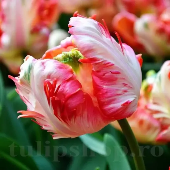 bulbi lalele apricot parrot3