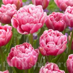 Bulbi Lalele Aveyron (Tulip) Bulbi Lalele Aveyron (Tulip)