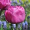 Bulbi Lalele Backpacker (Tulip)