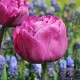 Bulbi Lalele Backpacker (Tulip) bulbi lalele backpacker violet batute tip bujor