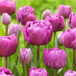 Bulbi Lalele Backpacker (Tulip)