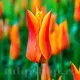 Bulbi Lalele Ballerina (Tulip) bulbi lalele ballerina portocalii tip crin