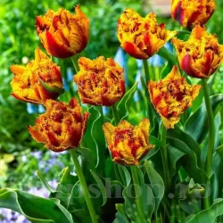 Bulbi Lalele Bastia (Tulip)