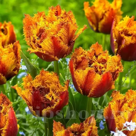 bulbi lalele bastia3