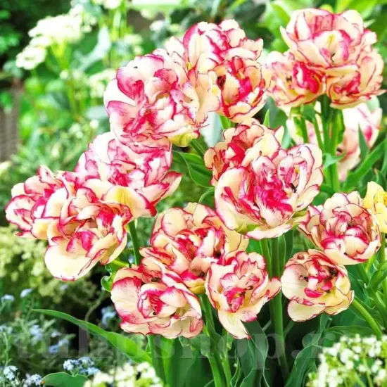 bulbi lalele belicia multiflorale alb roz