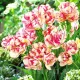 bulbi lalele belicia multiflorale alb roz